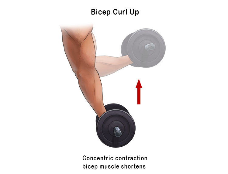 Move a dumbbell in a bicep curl upwards towards your body
